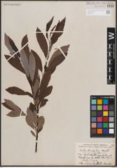 Foto von Salix discolor Muhl.